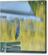 White Faced Heron With Reflections Acrylic Print