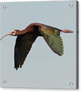 White Faced Ibis Flyby Acrylic Print