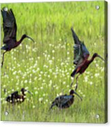 White-faced Ibis Rising, No. 1 Acrylic Print