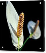 White Flower With Prickly Pistil Acrylic Print