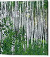 White Forest Acrylic Print