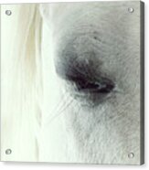 White Horse Beautiful Eye Acrylic Print