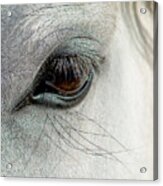 White Horse Eye Acrylic Print