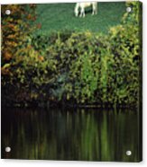 White Horse Reflected In Autumn Pond Acrylic Print