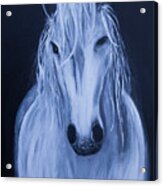White Horse Acrylic Print