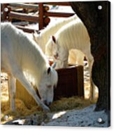 White Horses Feeding Acrylic Print