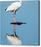 White Ibis Reflection Acrylic Print
