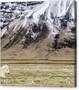 White Icelandic Horse Acrylic Print