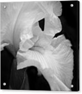 White Iris Acrylic Print