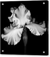 White Iris Acrylic Print