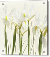 White Iris Acrylic Print