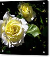 White Licorice Roses Acrylic Print