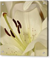 White Lily 3 Acrylic Print