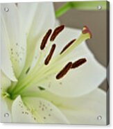 White Lily 5 Acrylic Print
