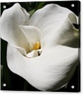 White Lily Acrylic Print