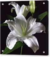 White Lily Acrylic Print