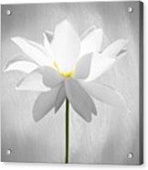 White Lotus Flower Acrylic Print