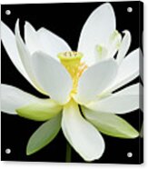 White Lotus On Black Acrylic Print