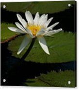 White Lotus Waterlily Acrylic Print