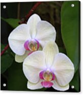 White Moth Orchid Acrylic Print