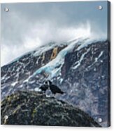 White-necked Raven Pair Under Kilimanjaro Summit Glacier Acrylic Print