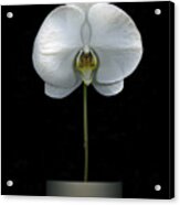 White Orchid In A Pot Acrylic Print