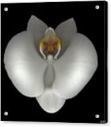 White Orchid On Black Acrylic Print