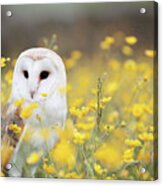 White Owl Acrylic Print