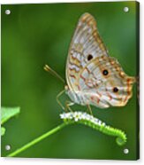 White Peacock Butterfly On Small White Flowers Acrylic Print