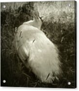 White Peacock Lounging In The Shade Acrylic Print