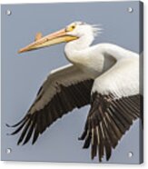 White Pelican 5-2015 Acrylic Print