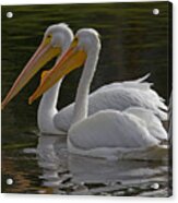 White Pelican Pair Acrylic Print