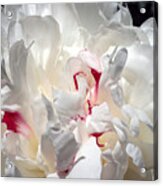 White Peony And Red Highlights Acrylic Print