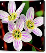 Virginia Spring Beauty Flower Acrylic Print