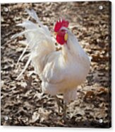 White Rooster In Fall Leaves Acrylic Print