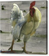 White Rooster Acrylic Print