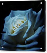 White Rose 2 Acrylic Print