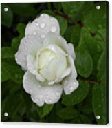 White Rose Bamberg Acrylic Print
