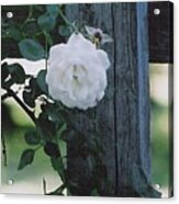 White Rose Acrylic Print