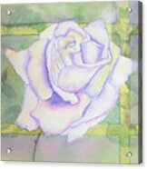 White Rose Acrylic Print