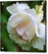 White Rose In Paint Acrylic Print