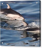 White-sided Dolphins Acrylic Print
