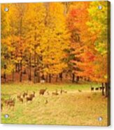 White Tail Deer In Autumn Acrylic Print
