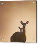 White-tailed Deer 2016 Acrylic Print