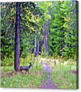 White-tailed Deer In Grand Tetons National Park, Wyoming Acrylic Print
