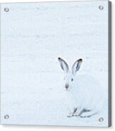 White-tailed Jack Rabbit Acrylic Print
