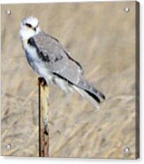 White-tailed Kite Acrylic Print