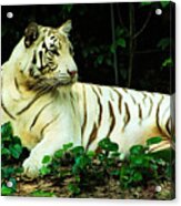 White Tiger Acrylic Print