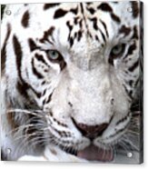 White Tiger Acrylic Print
