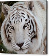 White Tiger Portrait Acrylic Print
